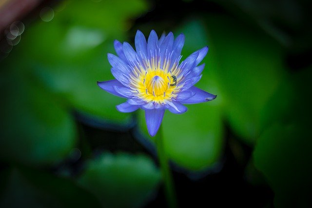 Бесплатно скачать лотос водные растения цветок бо бесплатное изображение для редактирования в GIMP бесплатный онлайн-редактор изображений