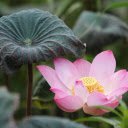 Lotus blooms with curly leaves  screen for extension Chrome web store in OffiDocs Chromium