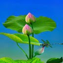 Lotus bud and dragonfly wallpaper  screen for extension Chrome web store in OffiDocs Chromium