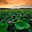 lotus field wallpaper  screen for extension Chrome web store in OffiDocs Chromium