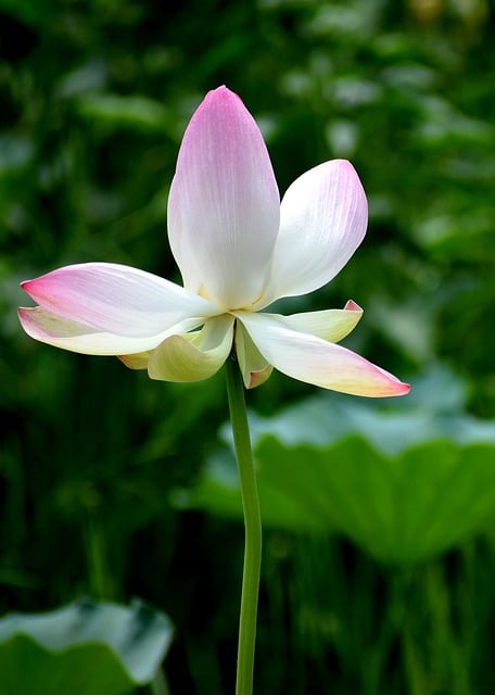 Free download lotus flower bloom blossom free picture to be edited with GIMP free online image editor