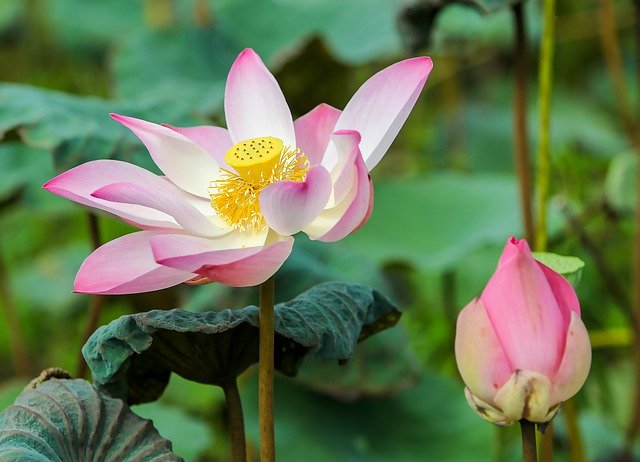 Free download lotus flower bloom blossom growth free picture to be edited with GIMP free online image editor