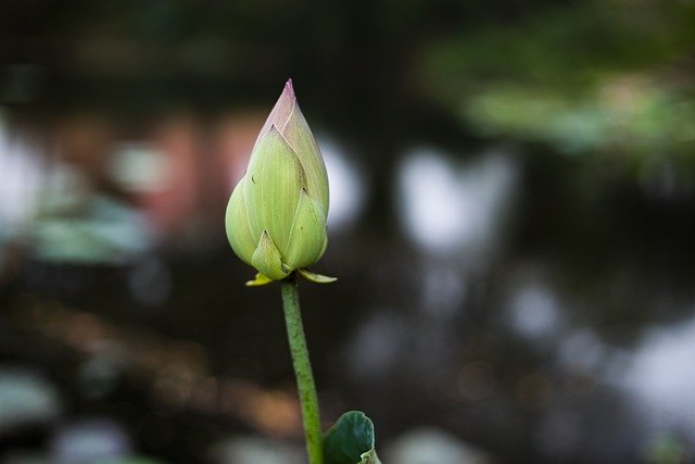 Free download lotus flower bud water lily plant free picture to be edited with GIMP free online image editor