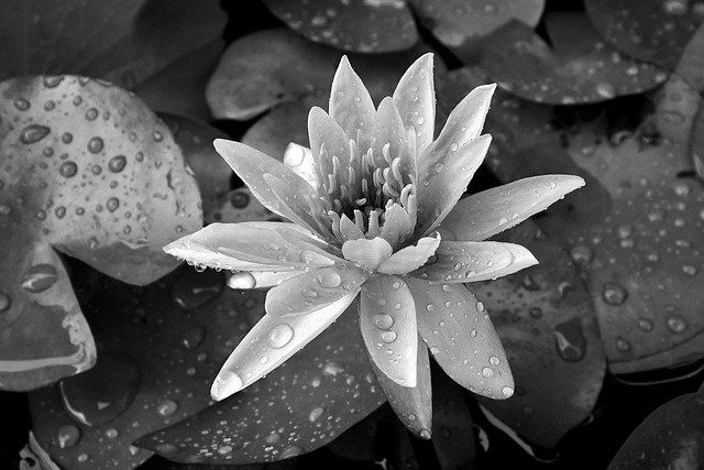 Free download lotus flower dewdrops aquatic plant free picture to be edited with GIMP free online image editor