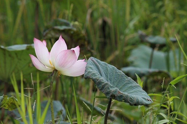 Безкоштовно завантажте зображення пелюсток квітки лотоса, листя трави, для редагування за допомогою безкоштовного онлайн-редактора зображень GIMP