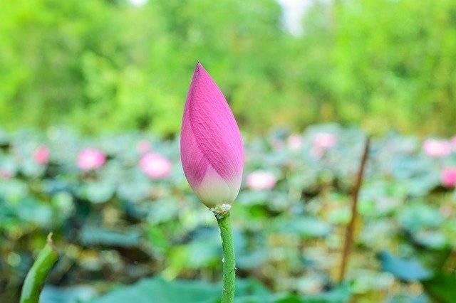 Kostenloser Download Lotus Flowers Nature - kostenloses Foto oder Bild zur Bearbeitung mit GIMP Online-Bildbearbeitung