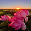 Lotus flower welcomes the sunset wallpaper  screen for extension Chrome web store in OffiDocs Chromium