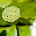Lotus fruit  screen for extension Chrome web store in OffiDocs Chromium