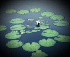 Free download Lotus free photo or picture to be edited with GIMP online image editor