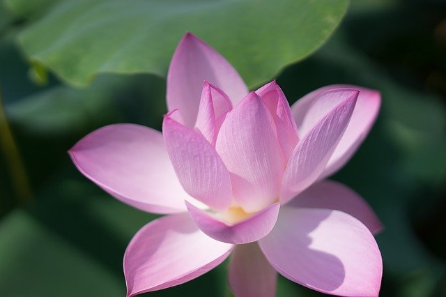 הורדה חינם של lotus li garden wuxi תמונה בחינם לעריכה עם עורך תמונות מקוון בחינם של GIMP