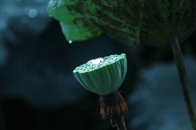 Free download lotus lotus pond flower ii sen free picture to be edited with GIMP free online image editor