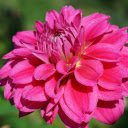 Lotus petal dahlia  screen for extension Chrome web store in OffiDocs Chromium