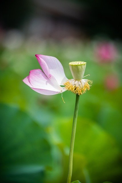 Descărcați gratuit lotus petal pond de vară natural imagini gratuite pentru a fi editate cu editorul de imagini online gratuit GIMP