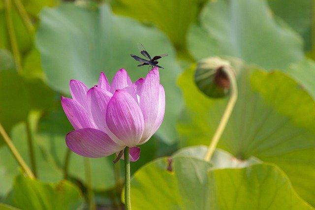 Free download lotus pink flower dragonfly insect free picture to be edited with GIMP free online image editor