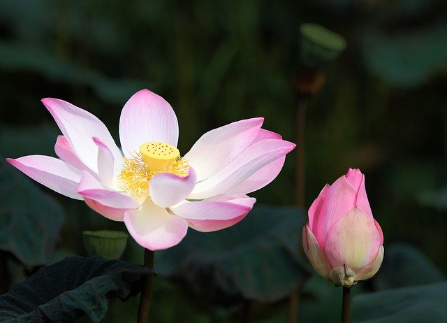Descărcare gratuită a imaginii cu nuferi de lotus roz lotus pentru a fi editată cu editorul de imagini online gratuit GIMP