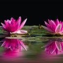 Lotus Reflection Theme  screen for extension Chrome web store in OffiDocs Chromium