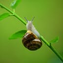 Lotus snails climb trees  screen for extension Chrome web store in OffiDocs Chromium