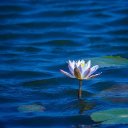 LOTUS Theme  screen for extension Chrome web store in OffiDocs Chromium
