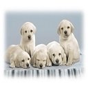 Lovely Dogs Wisdom Panel-scherm voor uitbreiding Chrome-webwinkel in OffiDocs Chromium