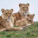 Lovely lion family  screen for extension Chrome web store in OffiDocs Chromium