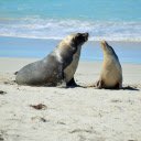Lovely Sea Lions  screen for extension Chrome web store in OffiDocs Chromium