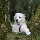 Lovely white dog  screen for extension Chrome web store in OffiDocs Chromium