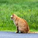 Lovely yellow cat  screen for extension Chrome web store in OffiDocs Chromium