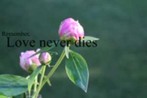 Free download Love Never Dies free photo or picture to be edited with GIMP online image editor