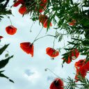 Low Angle Shot of Cardinal Climber Flowers  screen for extension Chrome web store in OffiDocs Chromium