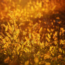 Low mop bush  screen for extension Chrome web store in OffiDocs Chromium