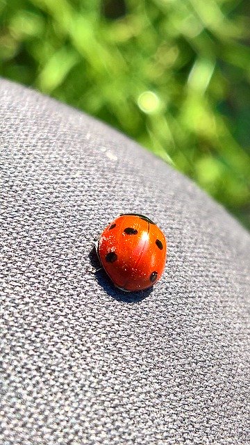 Téléchargement gratuit de Luck Lucky Ladybug - photo ou image gratuite à éditer avec l'éditeur d'images en ligne GIMP
