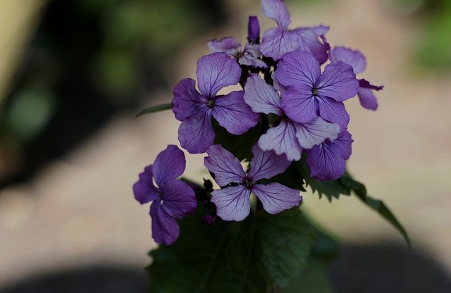 Free download lunaria annua honesty in purple free picture to be edited with GIMP free online image editor