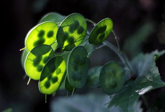 Free download lunaria annua judas coin seed pods free picture to be edited with GIMP free online image editor