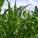 Lush Green Corn Field  screen for extension Chrome web store in OffiDocs Chromium
