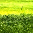 Lush green rice fields  screen for extension Chrome web store in OffiDocs Chromium