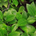 Lush lemon tree  screen for extension Chrome web store in OffiDocs Chromium