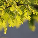 Lush tree branches  screen for extension Chrome web store in OffiDocs Chromium