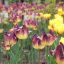 Luxurious golden brown tulips  screen for extension Chrome web store in OffiDocs Chromium