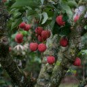 Lychee Tree  screen for extension Chrome web store in OffiDocs Chromium