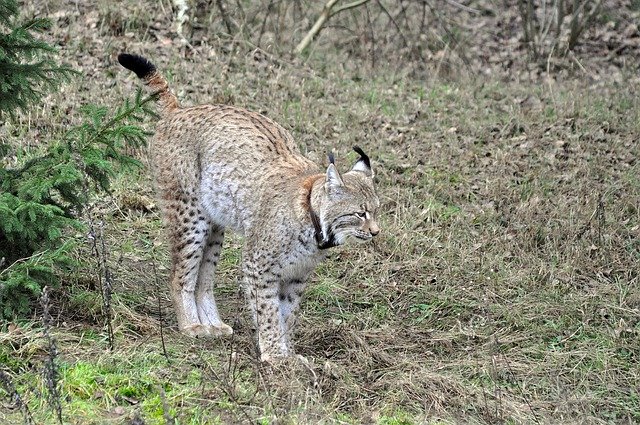 Free download lynx predator mammal fur nature free picture to be edited with GIMP free online image editor