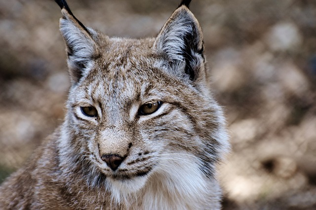 Free download lynx wild animal wildcat carnivores free picture to be edited with GIMP free online image editor