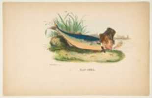 Free download Mac-Arel, from The Comic Natural History of the Human Race free photo or picture to be edited with GIMP online image editor