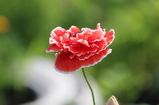 Kostenloser Download Mack Pflanze Blume Blüte rot grün kostenloses Bild zur Bearbeitung mit GIMP kostenloser Online-Bildbearbeitung