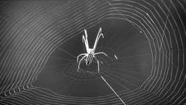 Free download Macro Black And White -  free video to be edited with OpenShot online video editor