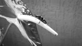 Muat turun percuma video Macro Black And White Insect percuma untuk diedit dengan editor video dalam talian OpenShot