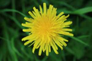 Free download Macro Dandelion free photo or picture to be edited with GIMP online image editor