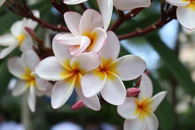 تنزيل Macro Flower Nature مجانًا - صورة مجانية أو صورة ليتم تحريرها باستخدام محرر الصور عبر الإنترنت GIMP