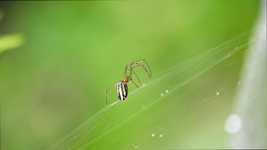 Bezpłatne pobieranie Macro Insect Arachnid - bezpłatne zdjęcie lub obraz do edycji za pomocą internetowego edytora obrazów GIMP