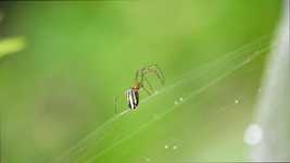 Free download Macro Insect Arachnid -  free photo or picture to be edited with GIMP online image editor