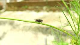 ดาวน์โหลดฟรี Macro Insect Fly - ภาพถ่ายหรือรูปภาพฟรีที่จะแก้ไขด้วยโปรแกรมแก้ไขรูปภาพออนไลน์ GIMP